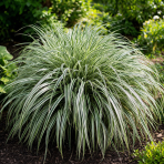 Ostrica previsnutá (Carex dolichostachya) ‘SILVER SCEPTRE’ - kont. P9